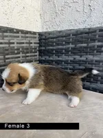 Female 3, a female Cardigan Welsh Corgi and Pembroke Welsh Corgi for sale in Cypress, CA – Photo 5 of 5
