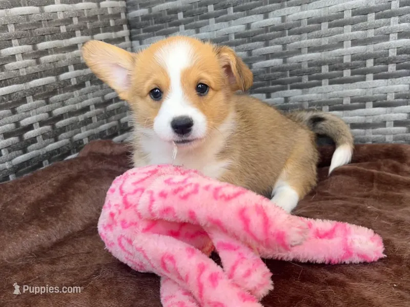 Female 3 – Cardigan Welsh Corgi, Pembroke Welsh Corgi puppy for sale in Cypress, CA