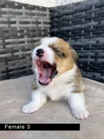 Female 3, a female Cardigan Welsh Corgi and Pembroke Welsh Corgi for sale in Cypress, CA – Photo 3 of 5