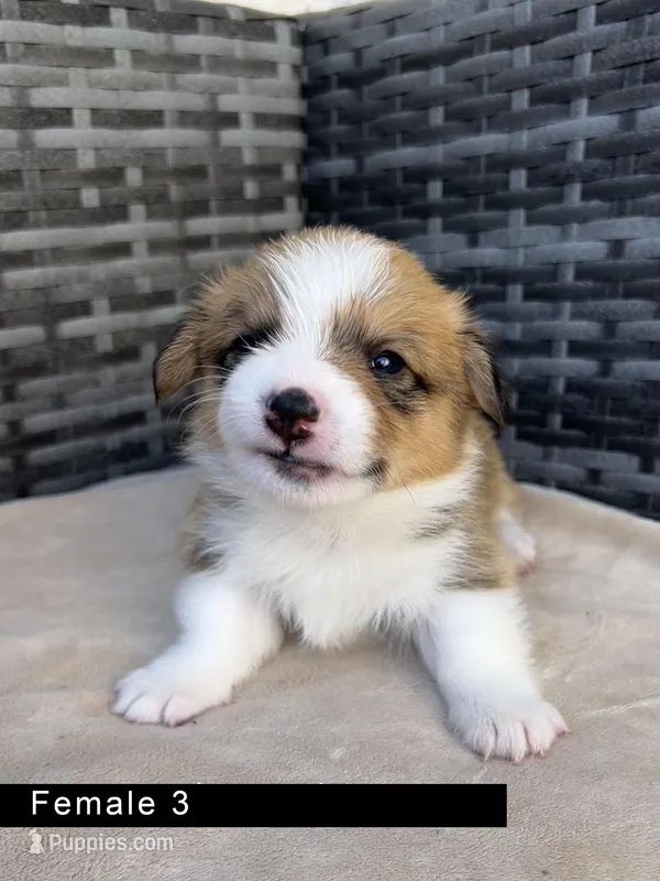Female 3 – Cardigan Welsh Corgi, Pembroke Welsh Corgi puppy for sale in Cypress, CA