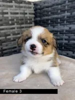 Female 3, a female Cardigan Welsh Corgi and Pembroke Welsh Corgi for sale in Cypress, CA – Photo 1 of 5