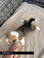 Female 3, a female Cardigan Welsh Corgi and Pembroke Welsh Corgi for sale in Cypress, CA – Photo 4 of 5