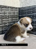 Male 1, a male Cardigan Welsh Corgi and Pembroke Welsh Corgi for sale in Cypress, CA – Photo 3 of 4