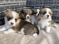 Male 1, a male Cardigan Welsh Corgi and Pembroke Welsh Corgi for sale in Cypress, CA – Photo 2 of 4
