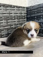 Male 1, a male Cardigan Welsh Corgi and Pembroke Welsh Corgi for sale in Cypress, CA – Photo 4 of 4
