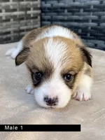 Male 1, a male Cardigan Welsh Corgi and Pembroke Welsh Corgi for sale in Cypress, CA – Photo 1 of 4