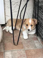 Cooper, a male Cardigan Welsh Corgi for sale in Cypress, CA – Photo 4 of 7