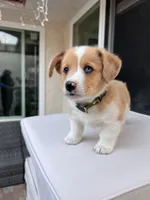 Cooper, a male Cardigan Welsh Corgi for sale in Cypress, CA – Photo 2 of 7