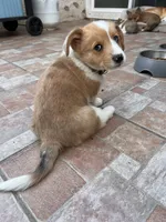 Cooper, a male Cardigan Welsh Corgi for sale in Cypress, CA – Photo 7 of 7