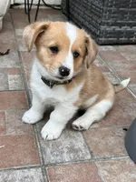 Cooper, a male Cardigan Welsh Corgi for sale in Cypress, CA – Photo 3 of 7