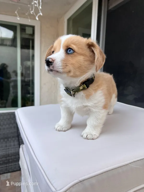 Cooper, a male Cardigan Welsh Corgi for sale in Cypress, CA – Photo 1 of 7
