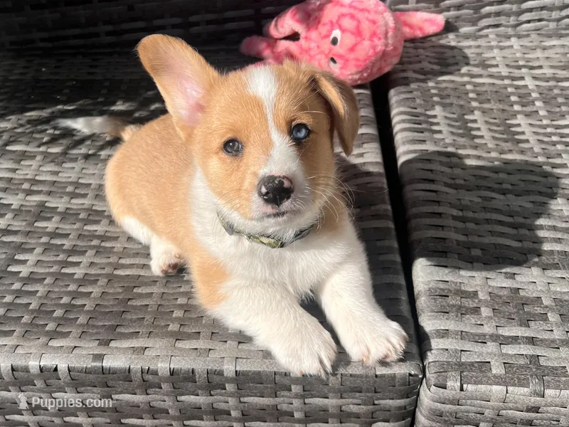 Cooper – Cardigan Welsh Corgi puppy for sale in Cypress, CA