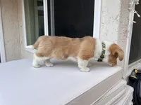 Cooper, a male Cardigan Welsh Corgi for sale in Cypress, CA – Photo 6 of 7