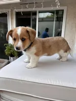 Cooper, a male Cardigan Welsh Corgi for sale in Cypress, CA – Photo 5 of 7