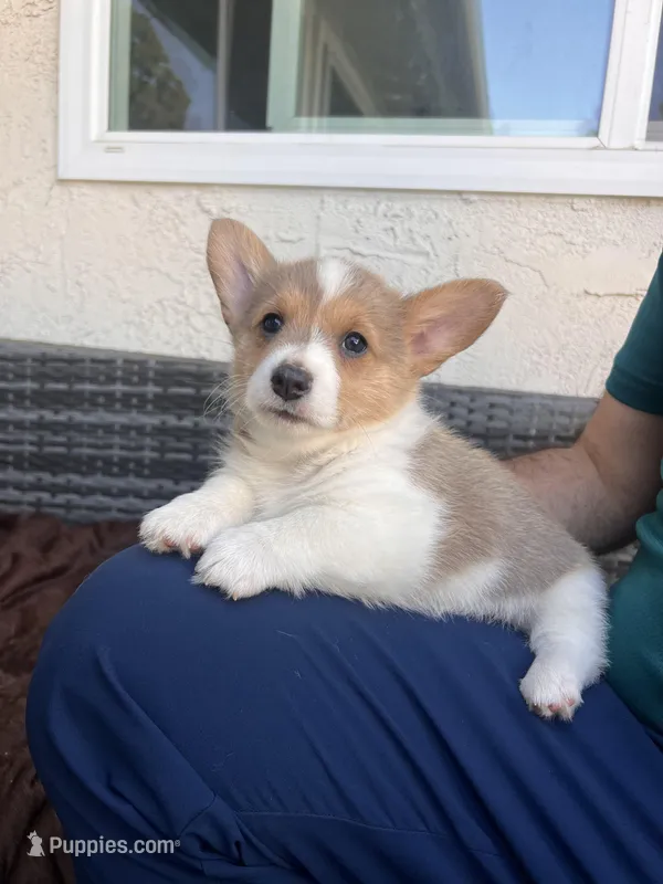 Male 2 – Cardigan Welsh Corgi, Pembroke Welsh Corgi puppy for sale in Cypress, CA