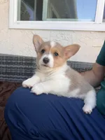 Male 2, a male Cardigan Welsh Corgi and Pembroke Welsh Corgi for sale in Cypress, CA – Photo 1 of 3