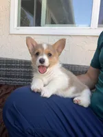 Male 2, a male Cardigan Welsh Corgi and Pembroke Welsh Corgi for sale in Cypress, CA – Photo 2 of 3