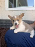 Male 2, a male Cardigan Welsh Corgi and Pembroke Welsh Corgi for sale in Cypress, CA – Photo 3 of 3