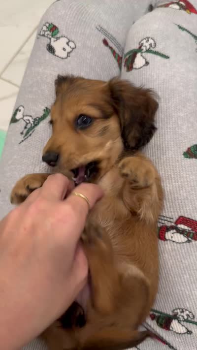 Runt of the litter, a female Miniature Dachshund for sale in Atlanta, GA – 5 of 5