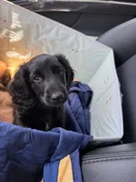 Moon, a male Miniature Dachshund for sale in Atlanta, GA – 4 of 6