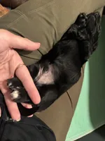 Moon, a male Miniature Dachshund for sale in Atlanta, GA – 3 of 6