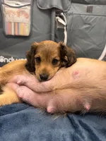 Runt of the litter, a female Miniature Dachshund for sale in Atlanta, GA – 3 of 5