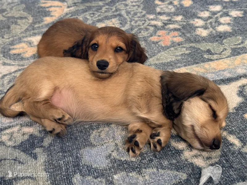 Runt of the litter – Miniature Dachshund puppy for sale in Atlanta, GA