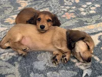 Runt of the litter, a female Miniature Dachshund for sale in Atlanta, GA – 1 of 5