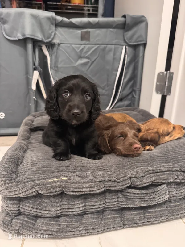 Moon – Miniature Dachshund puppy for sale in Atlanta, GA