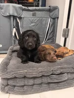 Moon, a male Miniature Dachshund for sale in Atlanta, GA – 1 of 6