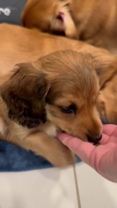 Runt of the litter, a female Miniature Dachshund for sale in Atlanta, GA – 4 of 5