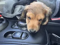 Runt of the litter, a female Miniature Dachshund for sale in Atlanta, GA – 2 of 5