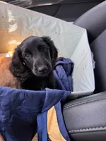 Moon, a male Miniature Dachshund for sale in Atlanta, GA – 2 of 6
