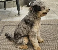 Chip, a male Miniature Bernedoodle for sale in Lake Stevens, WA – 7 of 10