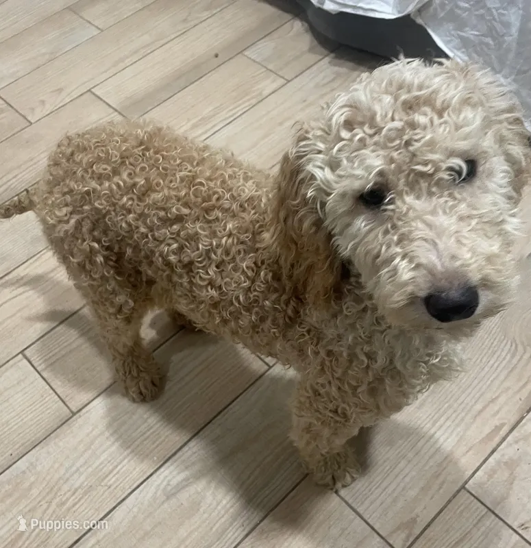 Lily – Bernedoodle puppy for sale in Granite Falls, WA