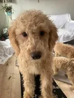 Lily, a female Bernedoodle for sale in Granite Falls, WA – Photo 4 of 8