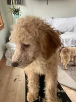 Lily, a female Bernedoodle for sale in Granite Falls, WA – Photo 6 of 8