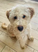 Lily, a female Bernedoodle for sale in Granite Falls, WA – Photo 5 of 8