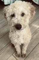 Lily, a female Bernedoodle for sale in Granite Falls, WA – Photo 8 of 8