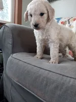 Tink, a female Goldendoodle and Poodle - Standard  for sale in Lake Stevens, WA – 2 of 9