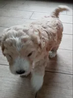 Pender, a male Goldendoodle and Miniature Bernedoodle for sale in Lake Stevens, WA – 2 of 7