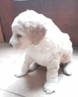 Pender, a male Goldendoodle and Miniature Bernedoodle for sale in Lake Stevens, WA – 3 of 7