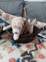 Pender, a male Goldendoodle and Miniature Bernedoodle for sale in Lake Stevens, WA – 7 of 7