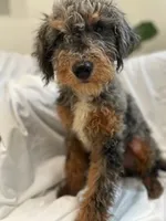 Chester, a male Poodle - Standard  and Miniature Bernedoodle for sale in Lake Stevens, WA – 2 of 4
