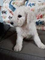 Tink, a female Goldendoodle and Poodle - Standard  for sale in Lake Stevens, WA – 9 of 9