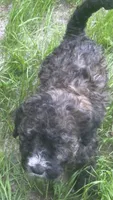 Jenet, a female Poodle - Standard  and Miniature Bernedoodle for sale in Lake Stevens, WA – 5 of 7
