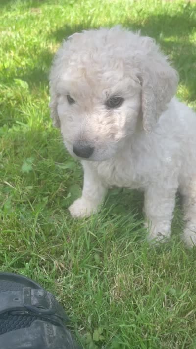 Tink, a female Goldendoodle for sale in Lake Stevens, WA – 10 of 10