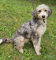 Lil Hat, a female Miniature Bernedoodle for sale in Lake Stevens, WA – 8 of 10