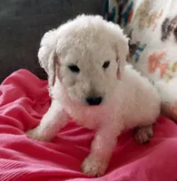 Tink, a female Goldendoodle and Poodle - Standard  for sale in Lake Stevens, WA – 3 of 9