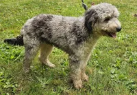 Chip, a male Miniature Bernedoodle for sale in Lake Stevens, WA – 9 of 10